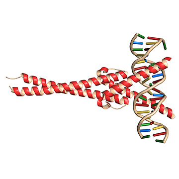 Transcription Factor Mediated Cell Reprogramming